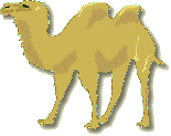 Camel