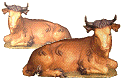 Oxen